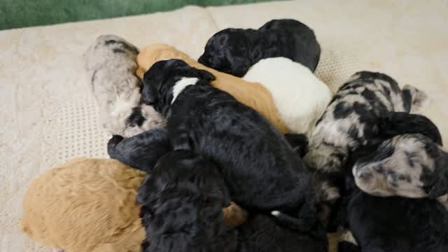 You guys....Can you believe this rainbow bunch from London!!?? These are the most wild and rare colored sheepadoodles we have ever seen! Soooo in love!! Her 5 boys and 6 girls are doing great and are just starting to crack their sweet little eyes open and take in the world 🥹😍
We have openings! These pups will be between 40-45lbs (our smallest we offer) and are perfect for those that want a non shed coat or have moderate to severe allergies!
P.s. I don't know why I'm speaking so low in this vid, except that they were all so sleepy. I guess I'm trained as a mommy to let sleeping babies (and puppies) lie 😂
Parents: London+Parker
Take 🏠 day: September 12th
#sheepadoodle #puppies #virginia #doodles #rainbow