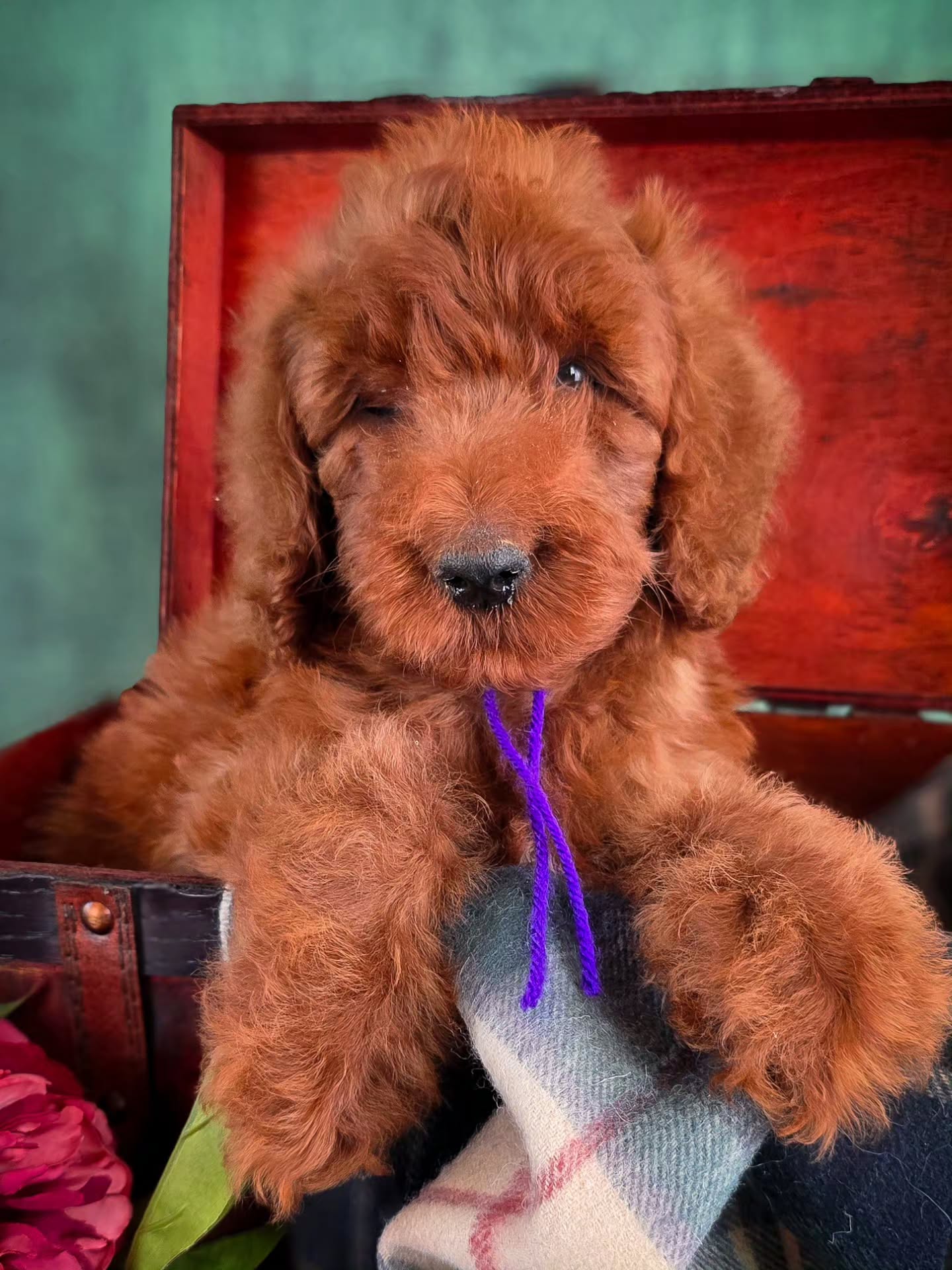 These two precious little ones each have a medical condition that held them back from being picked last weekend. We are looking for a couple very special families to place these pups with. If you're interested in learning more about them and their needs, email oshannahsdoodles@gmail.com.
They are just lovely. And I so wish they didn't have to go through any difficulties, especially as a tiny 💔 But we are trusting they will find an ohana to show them all the unconditional love they deserve! We will settle for nothing less.
F1b Irish Doodles
Expected weight: purple boy (35-40lbs) coral girl (45lbs)