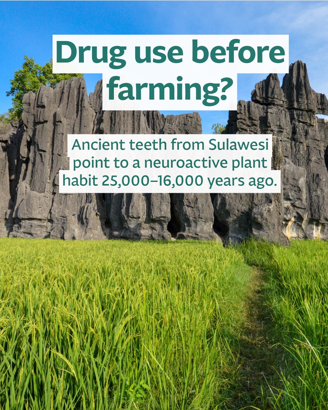People in Sulawesi may have been habitually using a neuroactive plant as far back as 25,000–16,000 years ago.
A new study in Science Advances examines two preagricultural foragers from South Sulawesi, Indonesia, separated by thousands of years but sharing an unusual dental pattern: deep, rounded, circumferential wear that does not match ordinary chewing. The researchers argue that the wear formed through repeatedly holding, sucking or gently gnawing a small, hard object in different parts of the mouth.
Using LC-MS, the team detected arecoline—a characteristic alkaloid of areca, or “betel”, nut—in dental samples from both individuals. One came from Leang Bulu Bettue and dates to 25–16 ka; the other, from Leang Cappalombo 1, is associated with deposits dating to around 7.6–6.3 ka.
This was probably not betel chewing in the form familiar today. Modern betel quid typically combines processed areca nut with slaked lime and other ingredients. To test whether a simpler practice was plausible, the researchers soaked intact areca nuts and applied the resulting solutions to cells expressing human receptors. The experiments showed that intact nuts could release physiologically active arecoline without slaked lime. Combined with the dental wear, chemical residues and experiments support the authors’ interpretation that these foragers habitually sucked whole areca nuts.
For now, the sample is just two individuals, and psuggestions that the nuts were used for stimulation, pain relief or medicinal purposes remain hypotheses. What the study does show is that habitual neuroactive plant use may reach far deeper into the hunter-gatherer past than the archaeological record had previously demonstrated.
Reference
Brumm et al. 2026. “Betel nut sucking is the earliest recorded evidence for the habitual use of a neuroactive plant drug.” Science Advances.
10.1126/sciadv.aei1901
#SoutheastAsianArchaeology #Sulawesi #IndonesiaArchaeology #Prehistory #BetelNut People in Sulawesi may have been habitually using a neuroactive plant as far back as 25,000–16,000 years ago.
A new study in Science Advances examines two preagricultural foragers from South Sulawesi, Indonesia, separated by thousands of years but sharing an unusual dental pattern: deep, rounded, circumferential wear that does not match ordinary chewing. The researchers argue that the wear formed through repeatedly holding, sucking or gently gnawing a small, hard object in different parts of the mouth.
Using LC-MS, the team detected arecoline—a characteristic alkaloid of areca, or “betel”, nut—in dental samples from both individuals. One came from Leang Bulu Bettue and dates to 25–16 ka; the other, from Leang Cappalombo 1, is associated with deposits dating to around 7.6–6.3 ka.
This was probably not betel chewing in the form familiar today. Modern betel quid typically combines processed areca nut with slaked lime and other ingredients. To test whether a simpler practice was plausible, the researchers soaked intact areca nuts and applied the resulting solutions to cells expressing human receptors. The experiments showed that intact nuts could release physiologically active arecoline without slaked lime. Combined with the dental wear, chemical residues and experiments support the authors’ interpretation that these foragers habitually sucked whole areca nuts.
For now, the sample is just two individuals, and psuggestions that the nuts were used for stimulation, pain relief or medicinal purposes remain hypotheses. What the study does show is that habitual neuroactive plant use may reach far deeper into the hunter-gatherer past than the archaeological record had previously demonstrated.
Reference
Brumm et al. 2026. “Betel nut sucking is the earliest recorded evidence for the habitual use of a neuroactive plant drug.” Science Advances.
10.1126/sciadv.aei1901
#SoutheastAsianArchaeology #Sulawesi #IndonesiaArchaeology #Prehistory #BetelNut